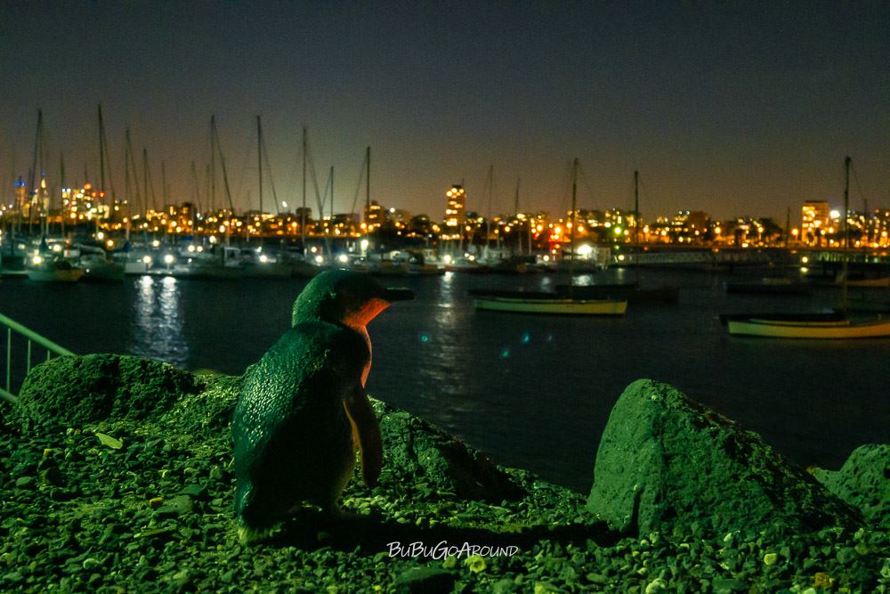 St Kilda Pier 聖科達碼頭小企鵝