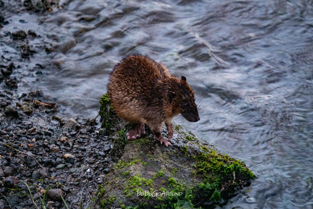 St Kilda Pier 聖科達碼頭澳洲水獺、水鼠 rakali、water rat