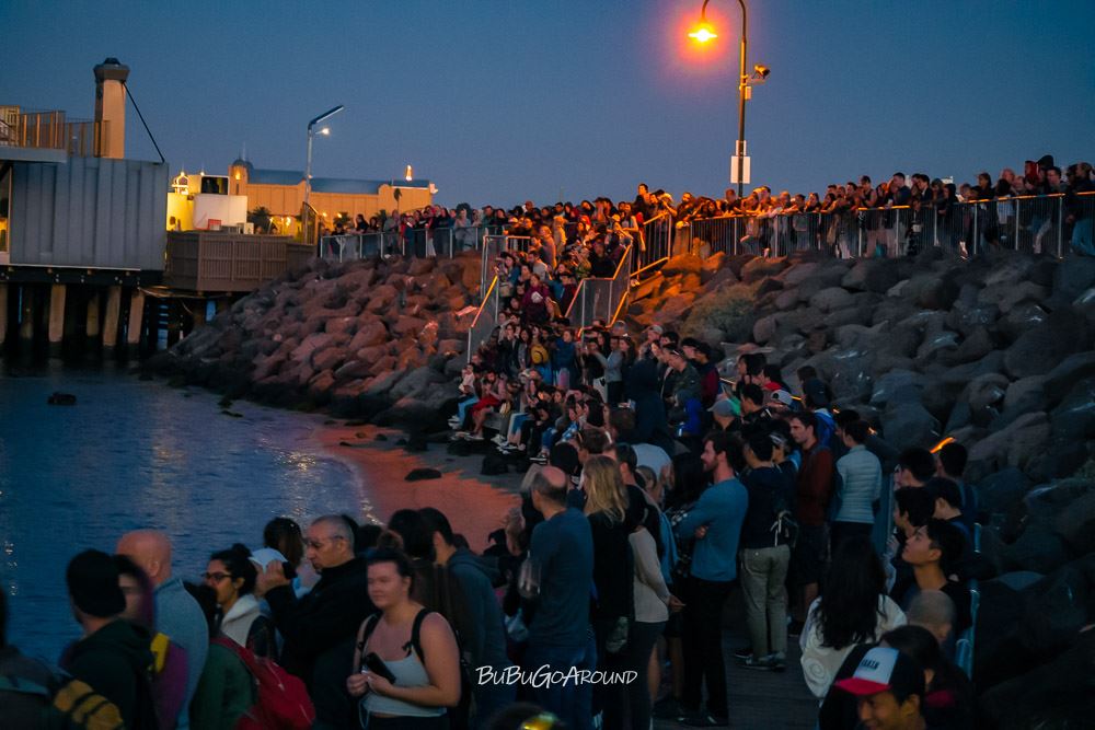 St Kilda Pier 聖科達碼頭小企鵝