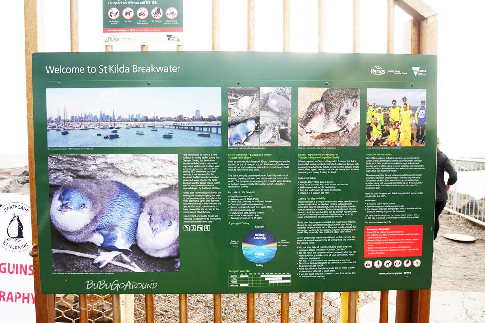 St Kilda Pier 聖科達碼頭小企鵝
