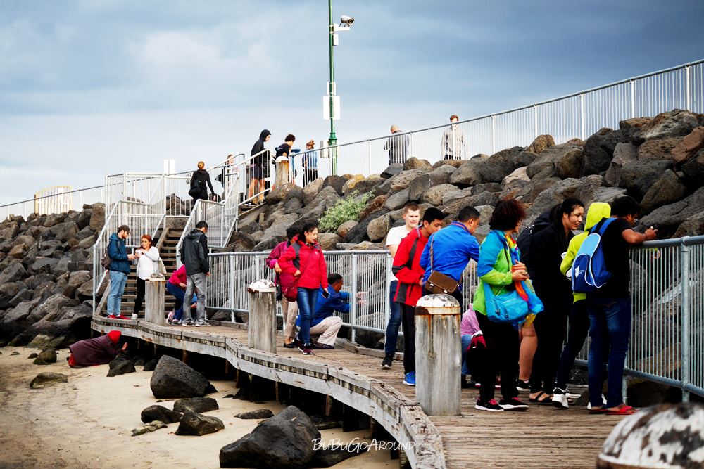 St Kilda Pier 聖科達碼頭小企鵝